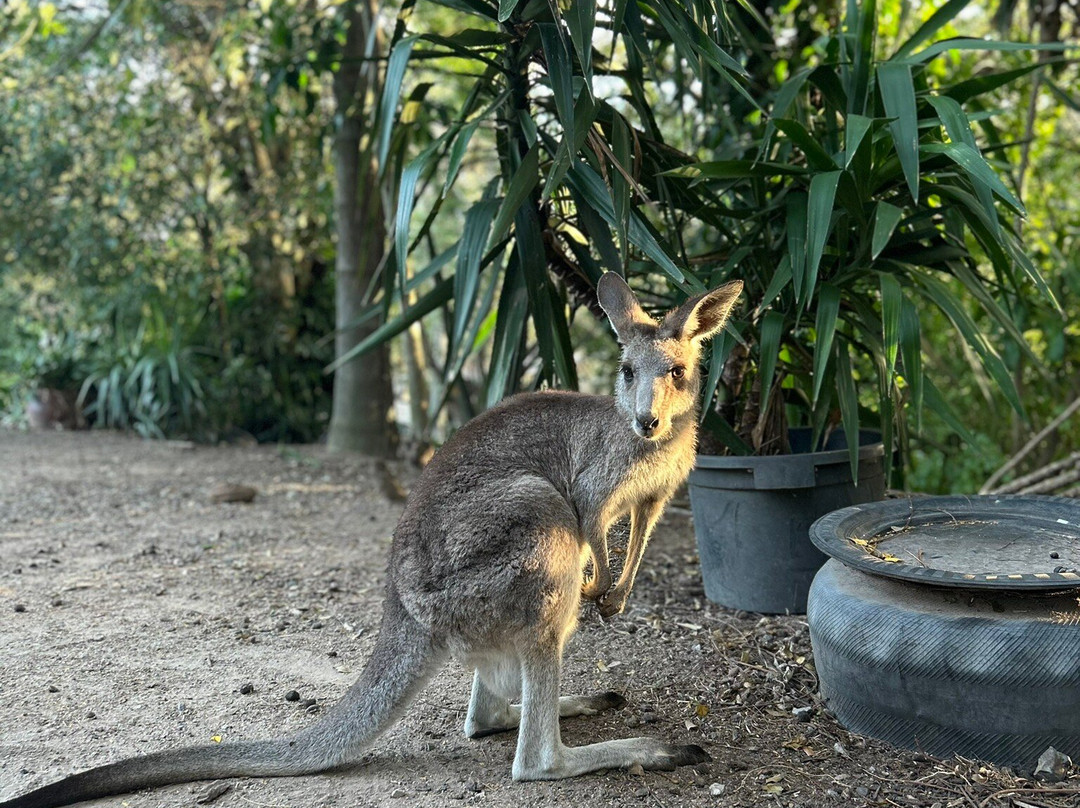 Horizons Kangaroo Sanctuary & Camp Ground-Agnes Water必去景点