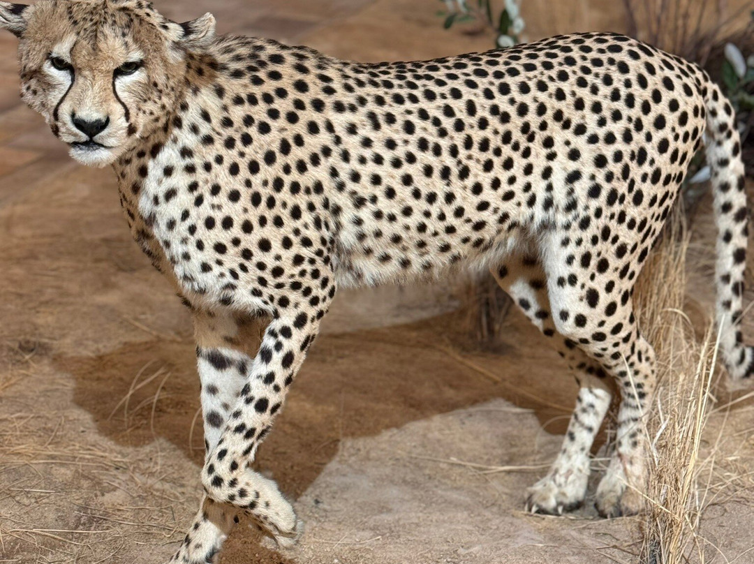 B-Square Ranch-法明顿必去景点