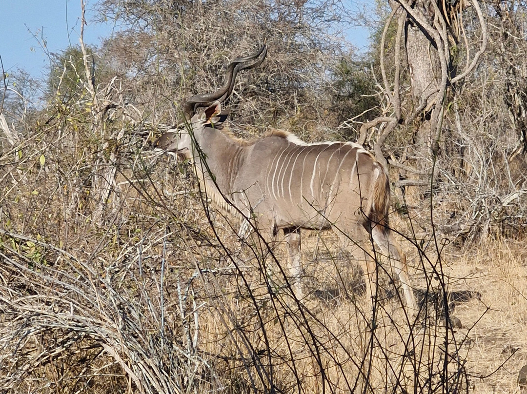 On Safari Africa - Kruger National Park-马里兰必去景点
