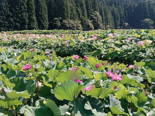 Hanahasu Park-南越前町必去景点
