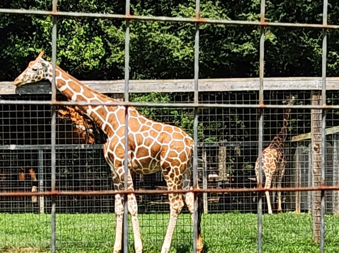 Plumpton Park Zoo-Rising Sun必去景点