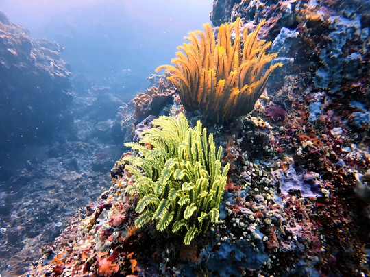 Wild Scuba Indonesia-Gili Asahan必去景点