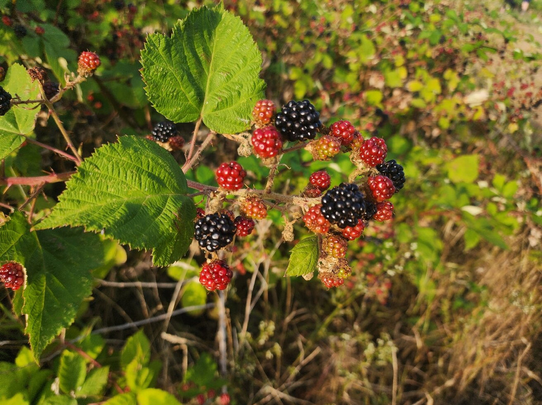 Kilmorie Smallholding主图