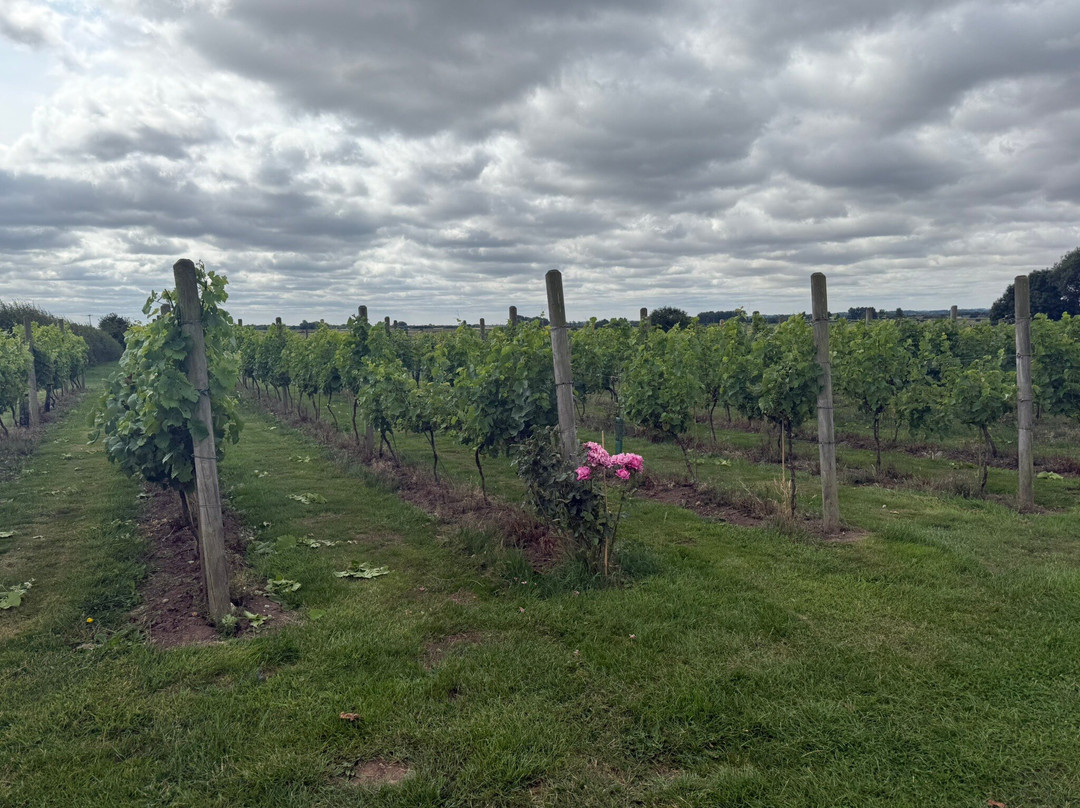 Laurel Vines Vineyard And Winery-Driffield必去景点