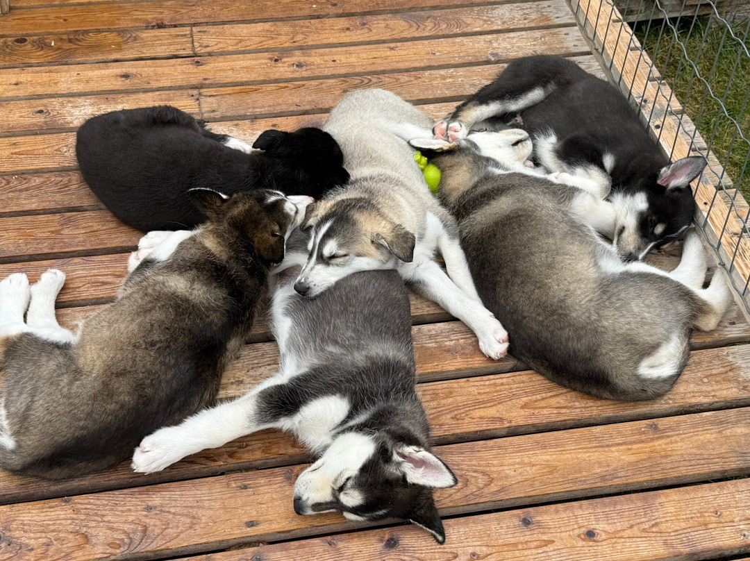 Wildact Adventure AB主图