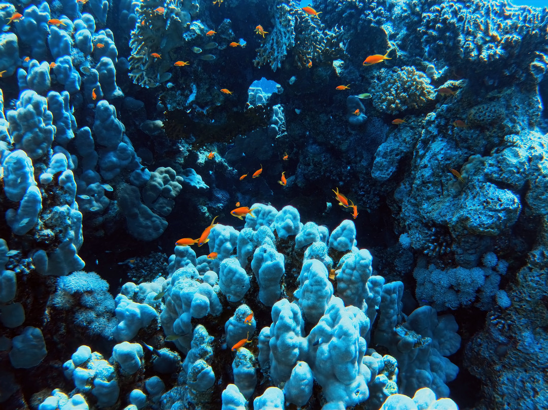 ORCA Dive Club Soma Bay-索马湾必去景点