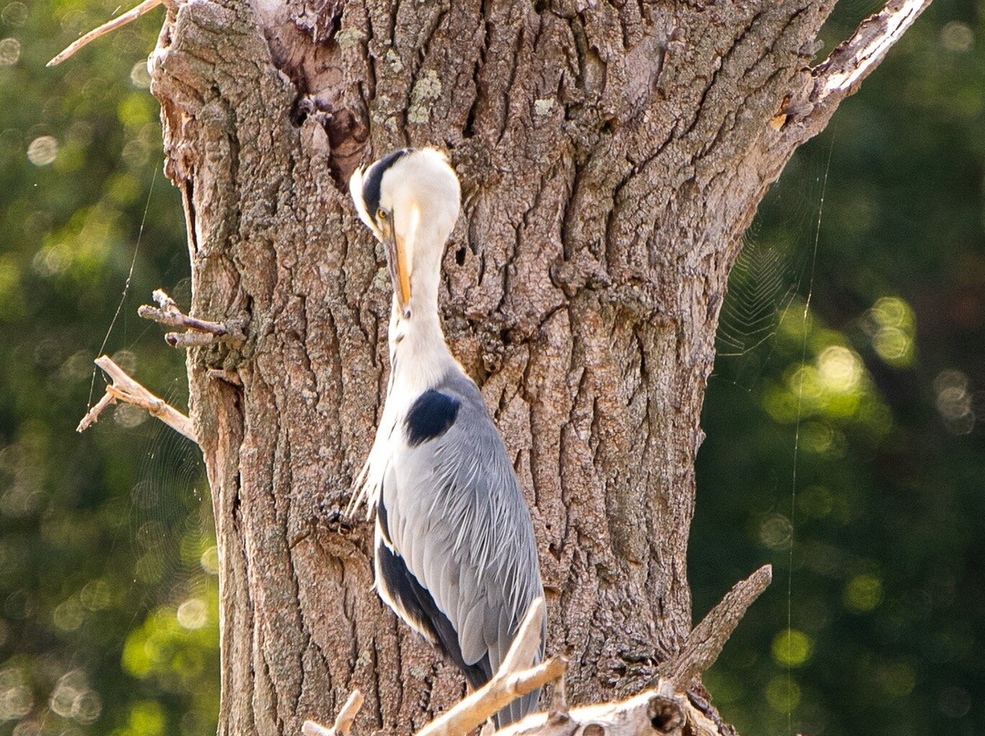 La Boire des Carrés-Saint-Remy-en-Rollat必去景点