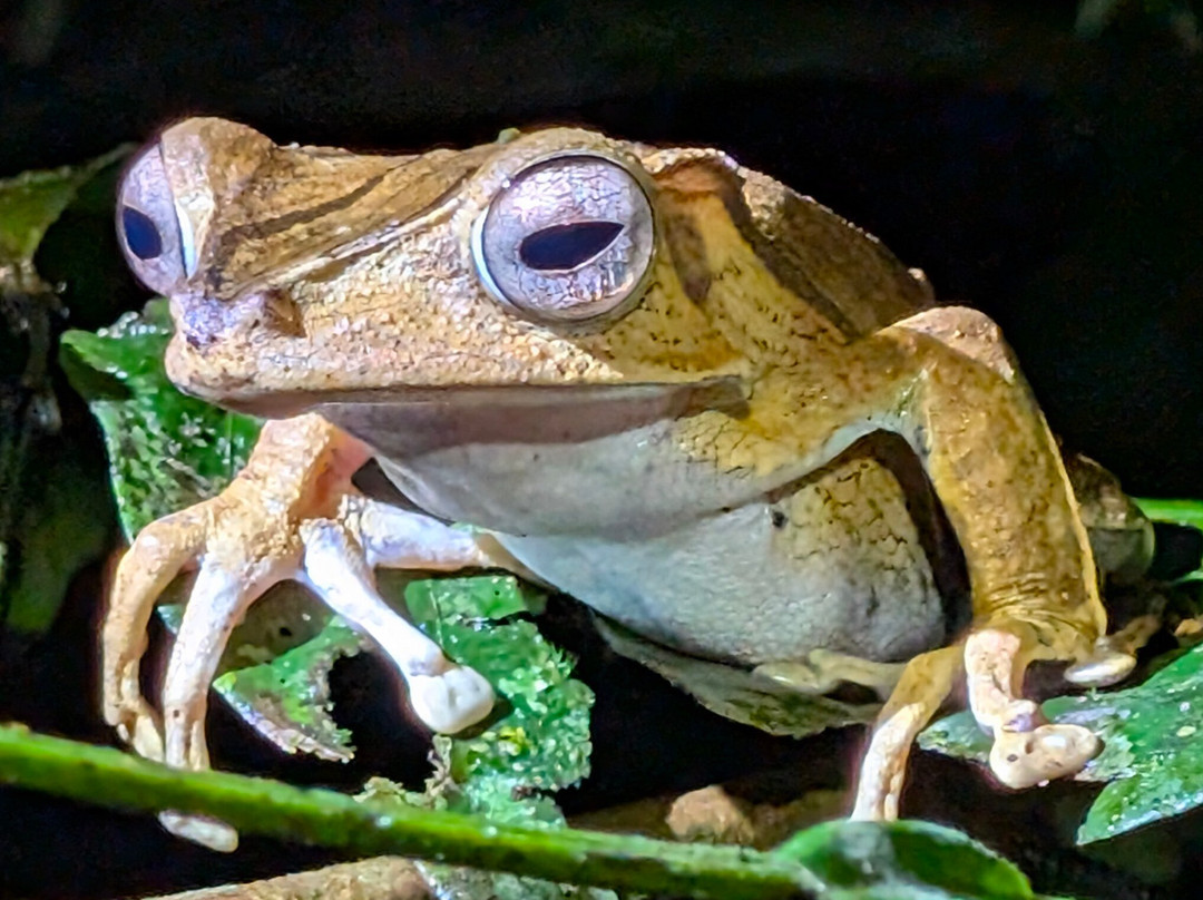 1StopBorneo Wildlife-斗湖必去景点