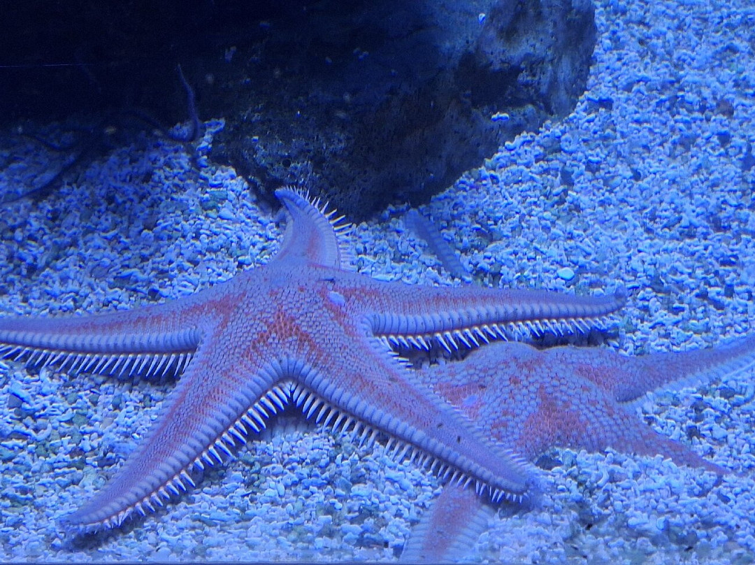 Magical World of Shells Museum-皮兰必去景点