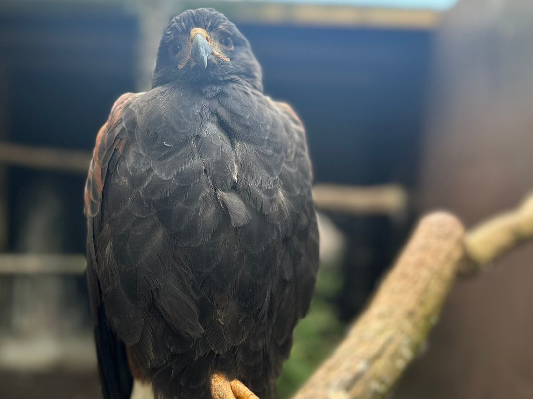 Pangea Park-Bjaeverskov必去景点