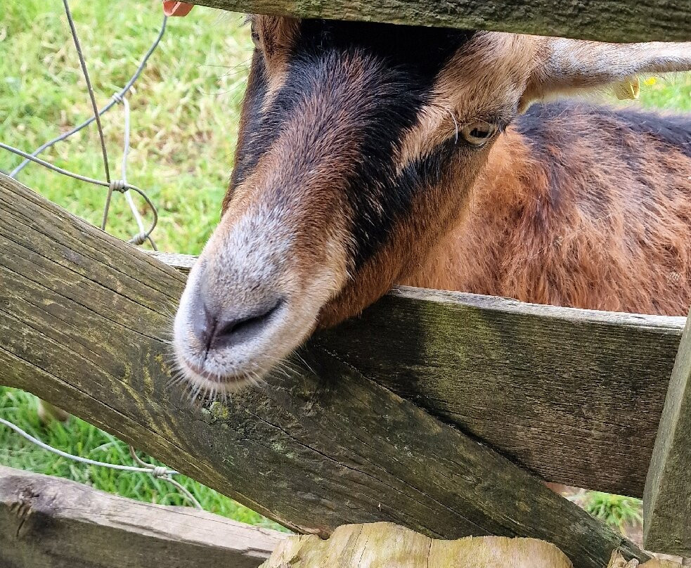 Clerkenhill Adventure Farm and Frizbee Golf Course-哈弗福韦斯特必去景点