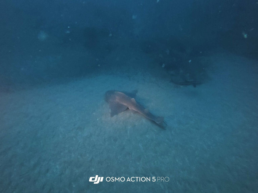 Tofo Scuba-托佛必去景点