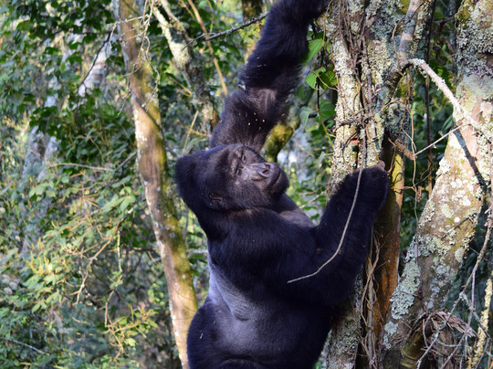 Galactic Safaris-卡巴莱必去景点