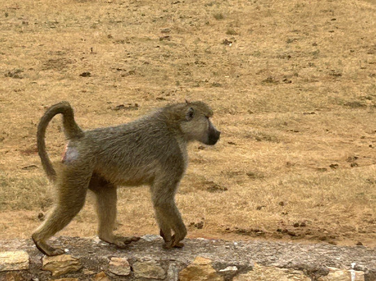 Zimba tours and safaris-瓦塔木必去景点