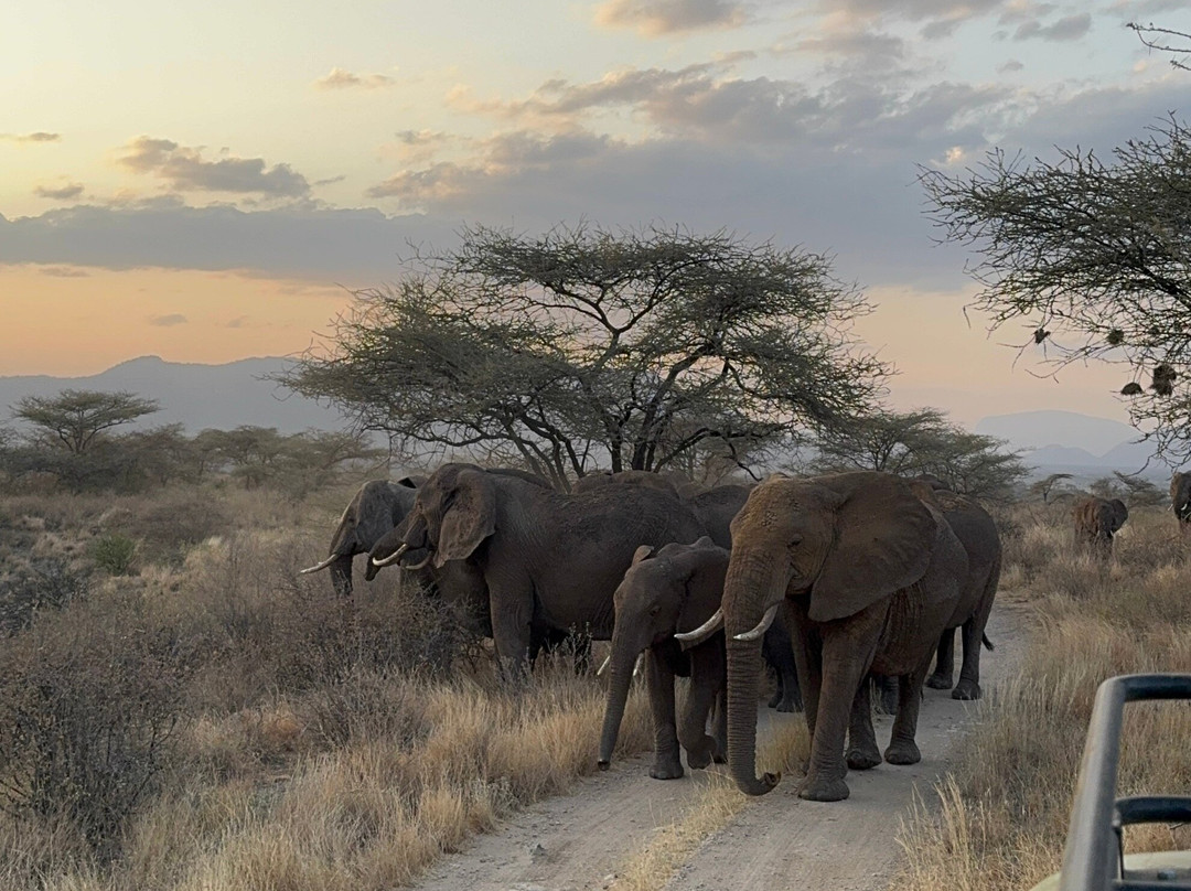 Nurali Safaris Kenya-马林地必去景点
