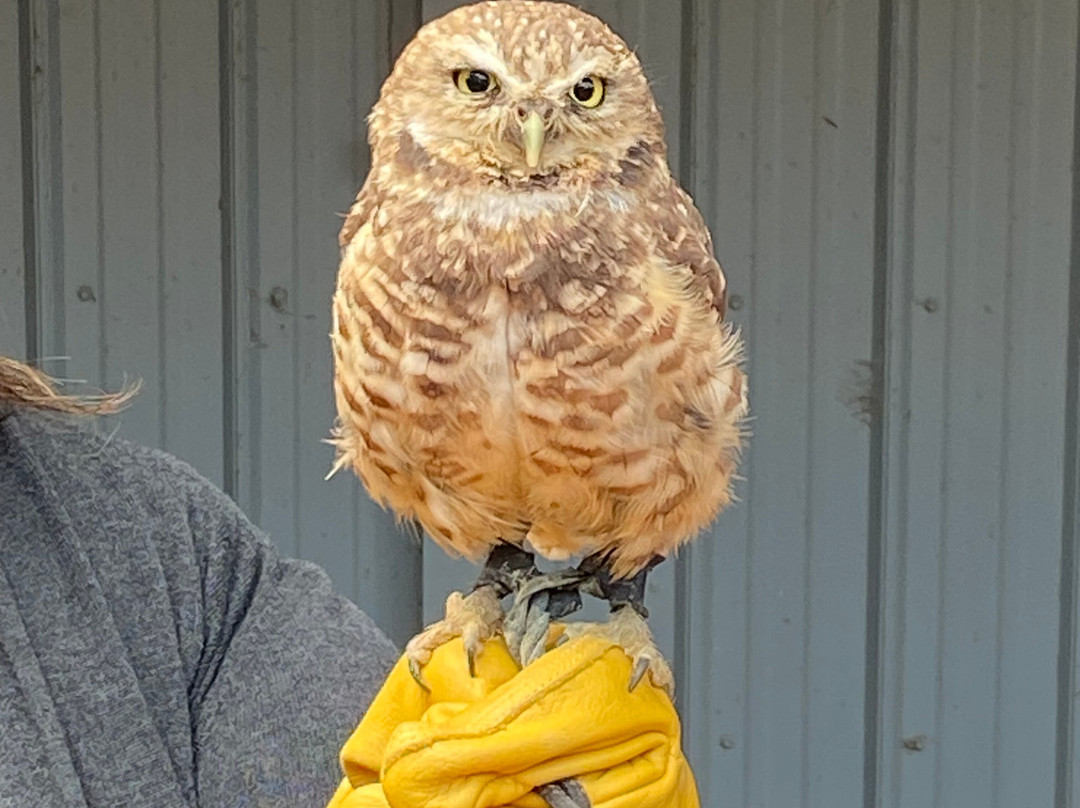 Alberta Birds of Prey Visitor's Centre-Coaldale必去景点