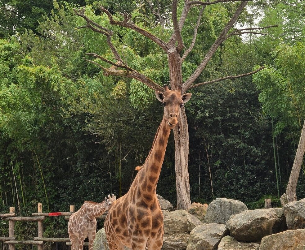 Zoo des Sables-莱萨布勒多洛讷必去景点