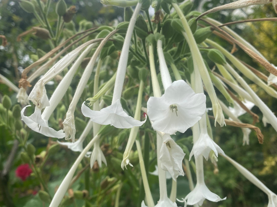 Botanical Garden-科希策必去景点