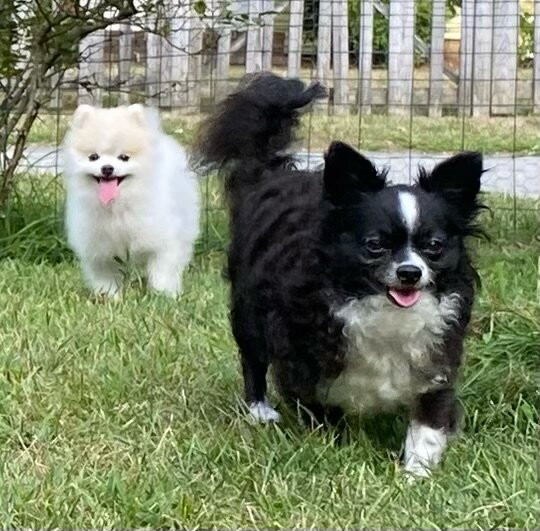 The Paw House Inn主图