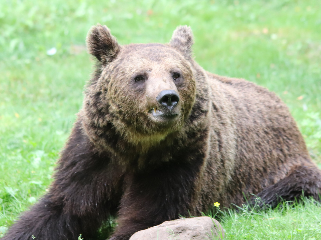 Taiga Spirit , nature and wildlife experiences-Kuhmo必去景点