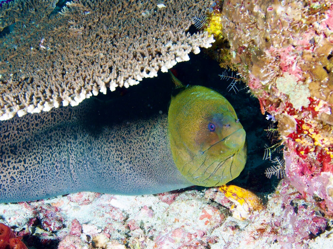 Wallacea Dive Cruises-索龙必去景点