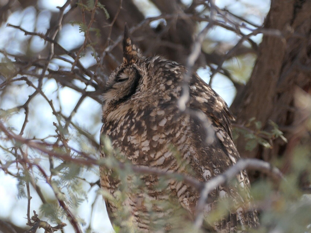 Kalahari Safaris - Desert Explorers-阿平顿必去景点