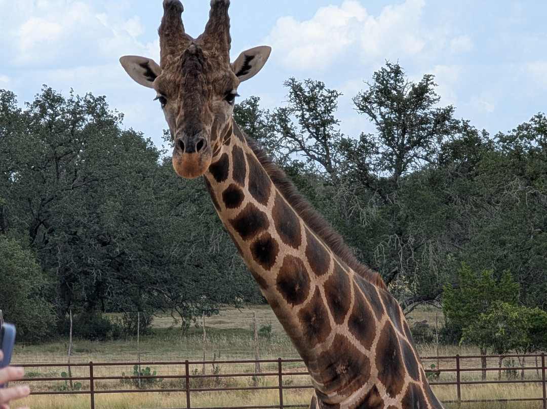 Longneck Manor-弗雷德里克斯堡必去景点
