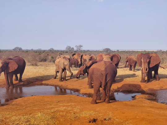 Kenya Escursioni-瓦塔木必去景点