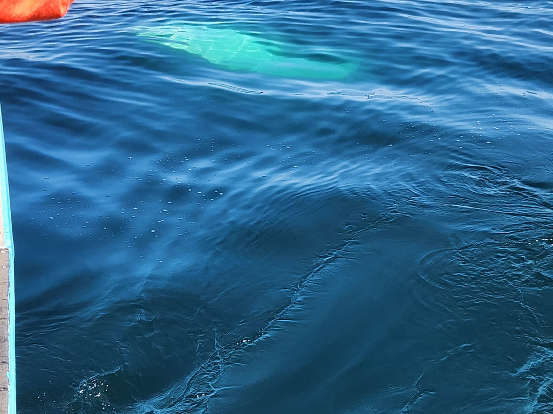 Mariner Cruises Whale and Seabird Tours-Brier Island必去景点