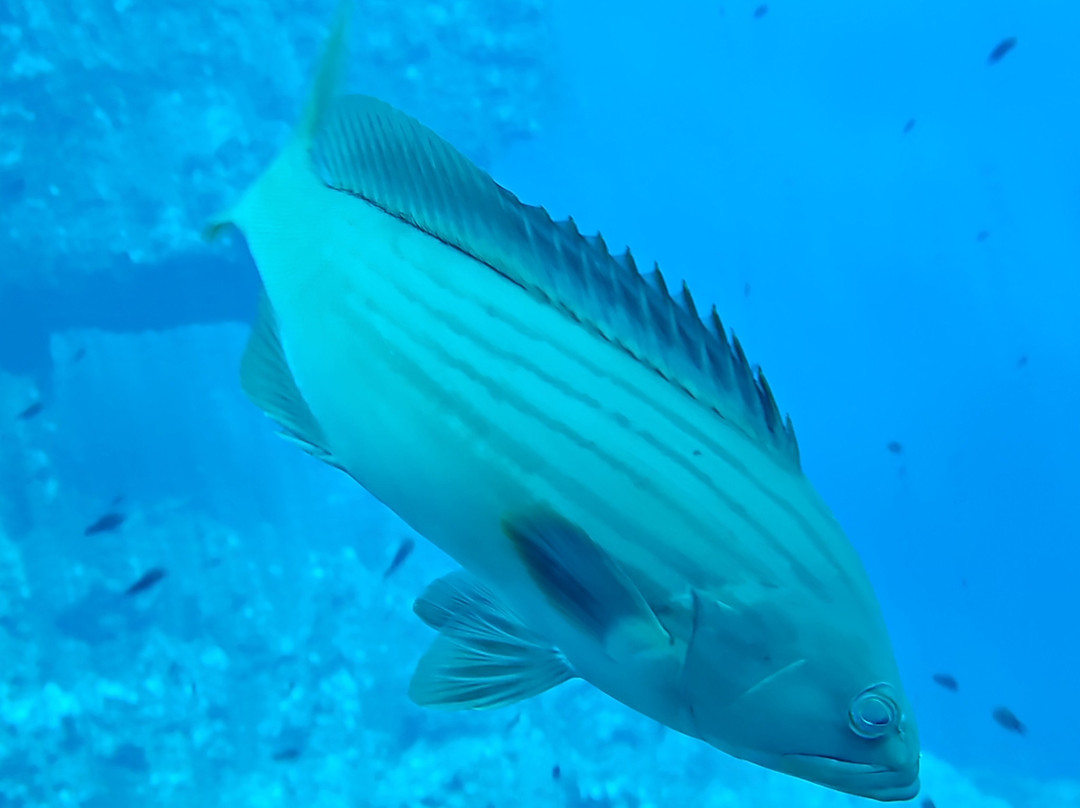 Orca Diving Ustica-Ustica必去景点