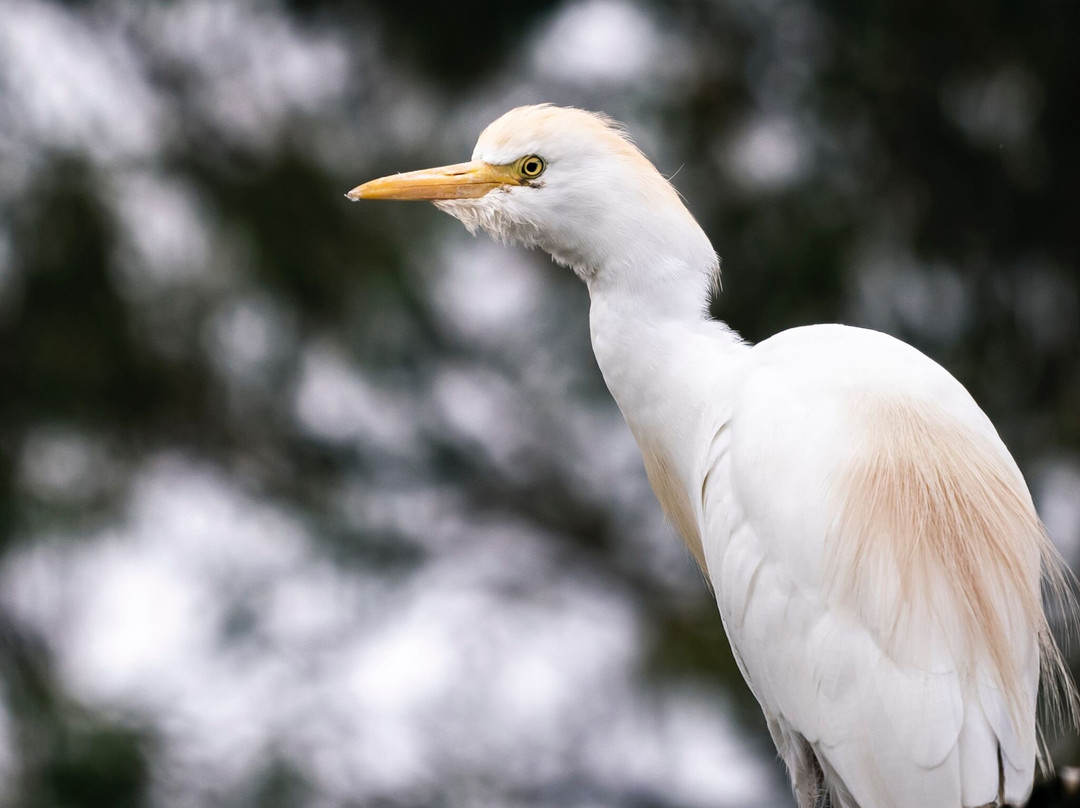Desert Day at the Jack Joseph and Morton Mandel Zoo