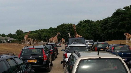 Beekse Bergen Safari Park-希尔法伦贝克必去景点