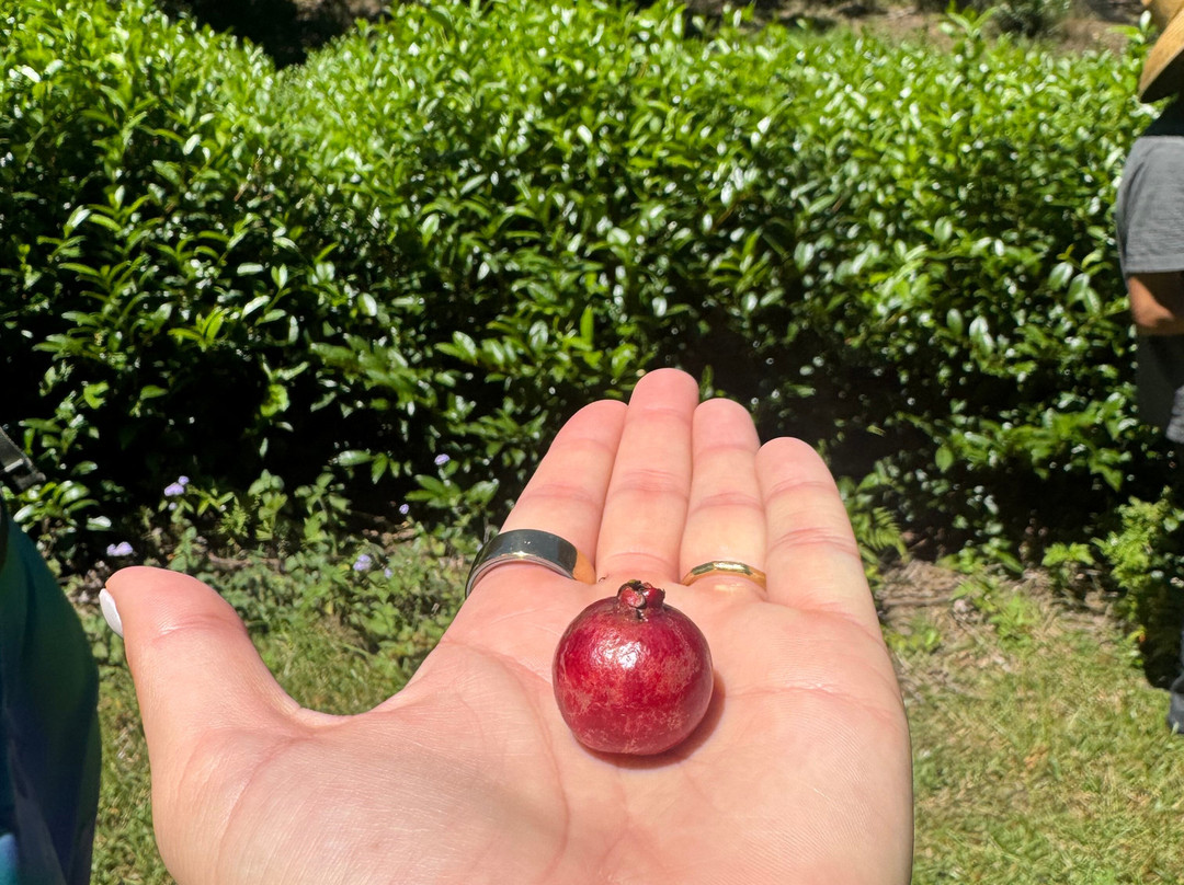 Mauna Kea Tea-霍诺卡阿必去景点