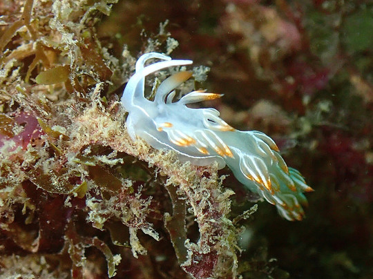 Divespot Portugal-阿玛考德佩拉必去景点
