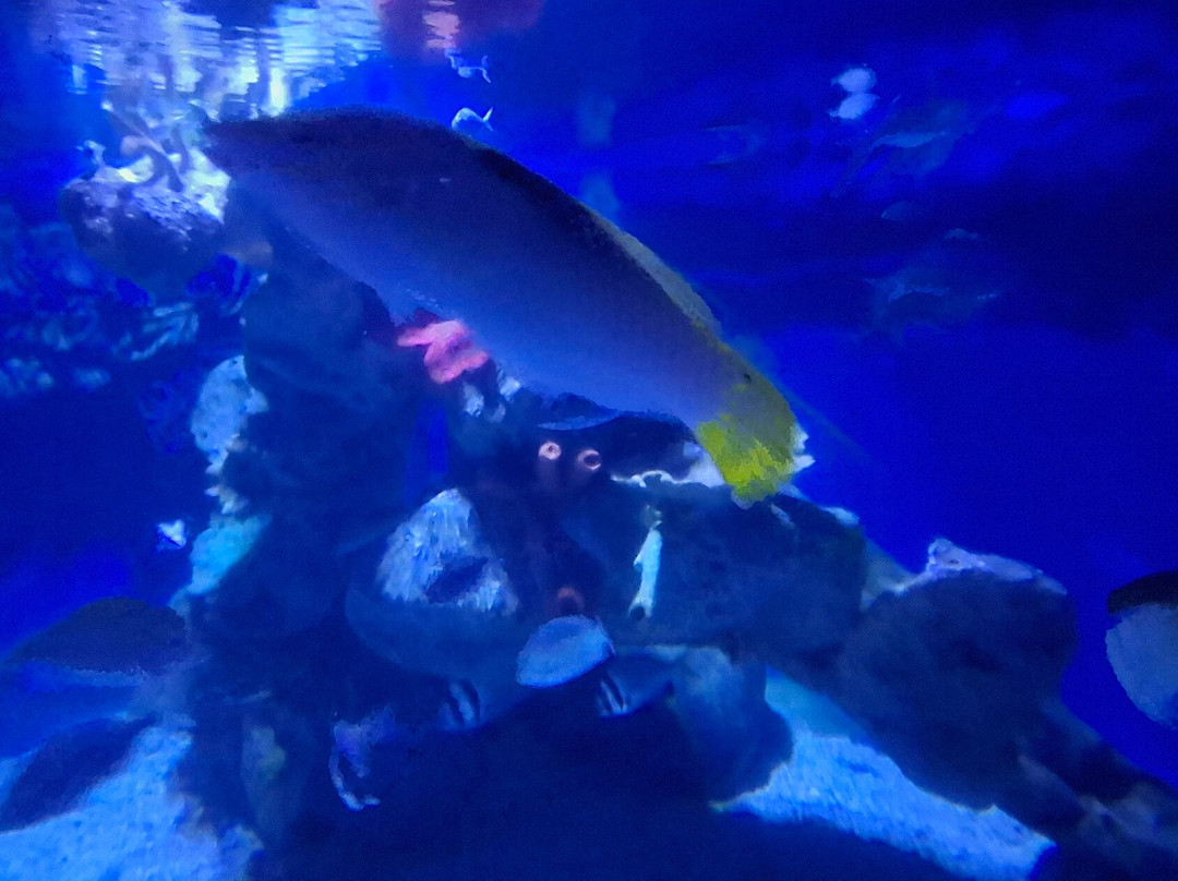 Hurghada Grand Aquarium-赫尔格达必去景点