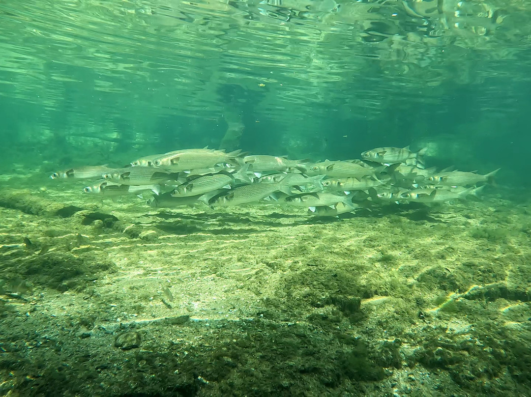 Florida Dive Company-橙县必去景点