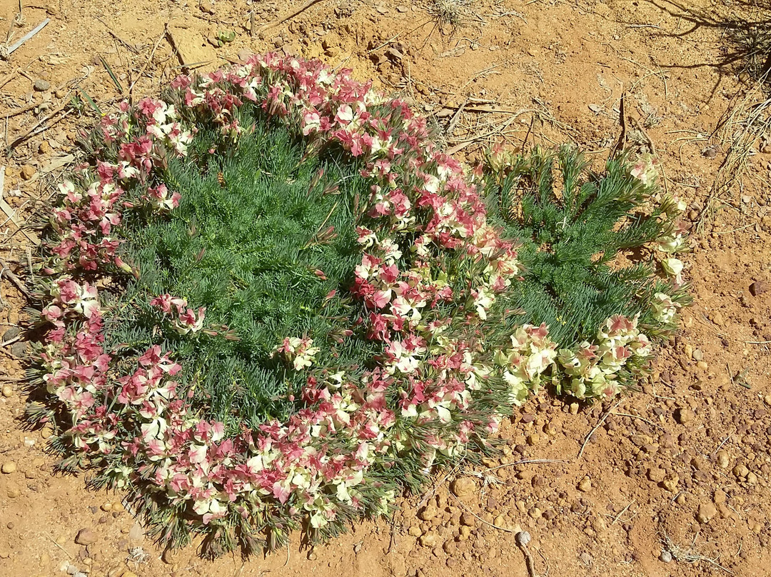 Casey Australia Tours-珀斯必去景点