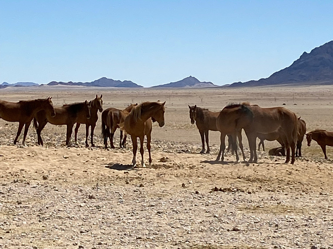 Namib Offroad Excursions-吕德里茨必去景点