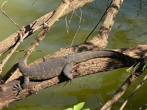 Tanzania Songbirds Safaris-阿鲁沙必去景点
