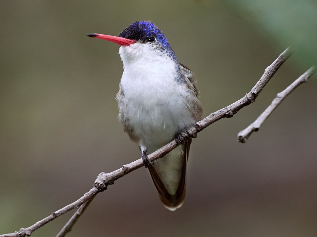 Ramsey Canyon Inn Bed and Breakfast主图