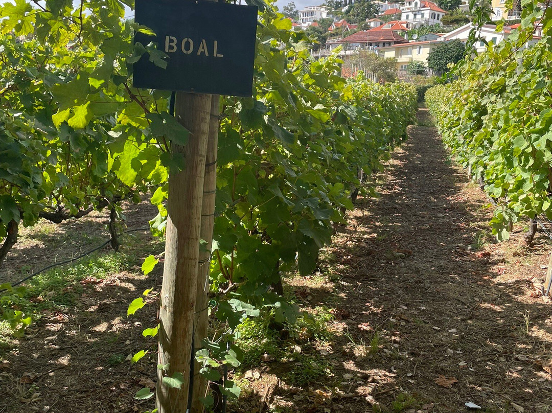 Blandy's Vineyards-沙尔必去景点
