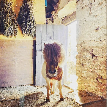 Puffin Croft Petting Farm & Farm Shop-John O'Groats必去景点