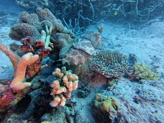 Spirit of Freedom-凯恩斯必去景点