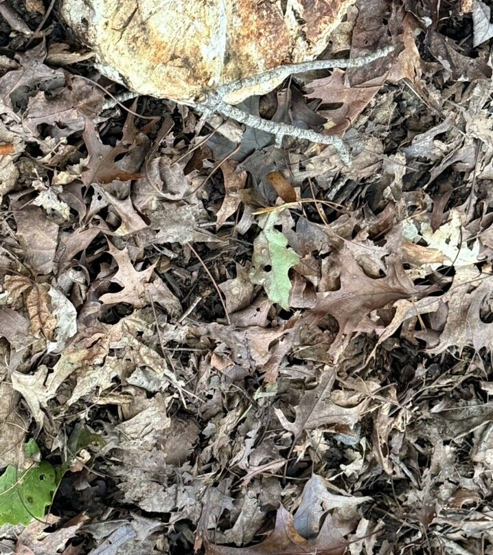 Deep Woods Mushrooms-Mills River必去景点