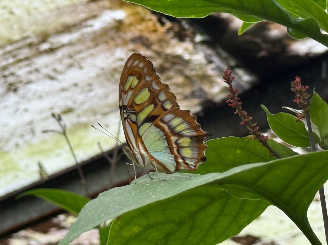 Butterfly Haven-安东谷必去景点