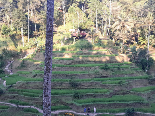 WOLO Travel-乌布必去景点