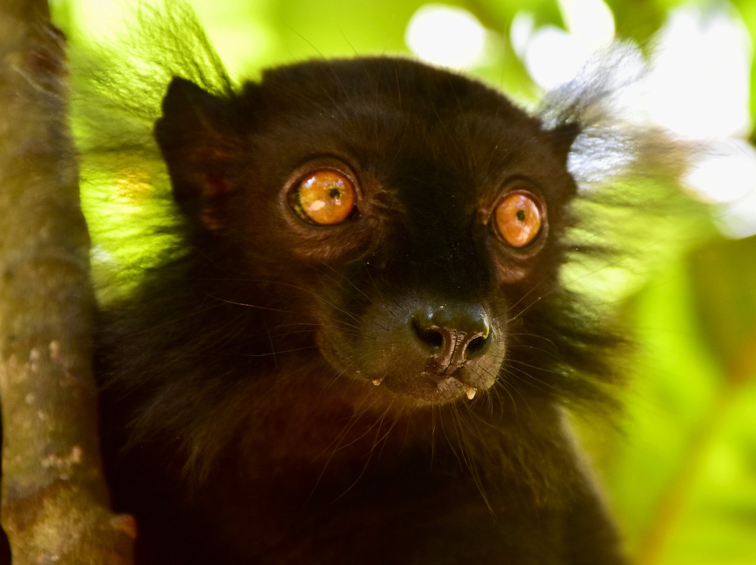 Lemuria Land-诺西贝必去景点