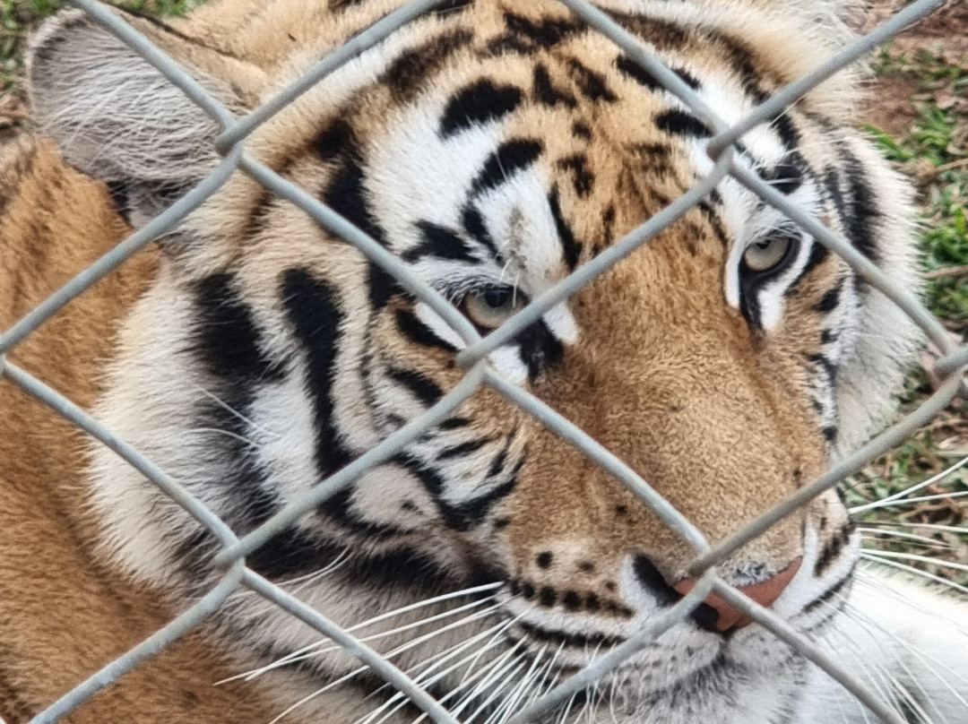 Pumbaa Wildpark And Accommodation-尼斯普鲁特必去景点