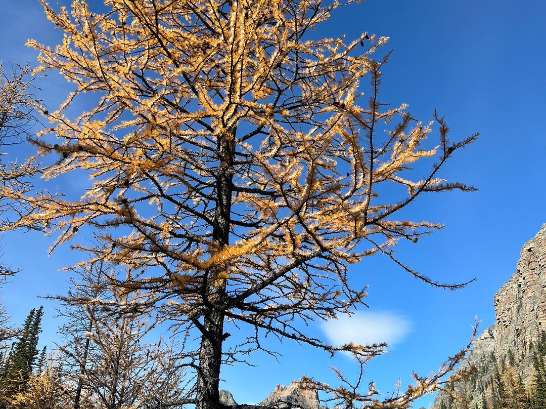 Forest Fix-班夫必去景点