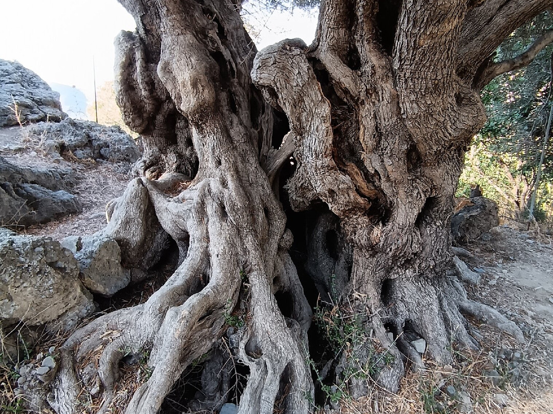 Azorias Ancient Olive Tree-Kavousi必去景点